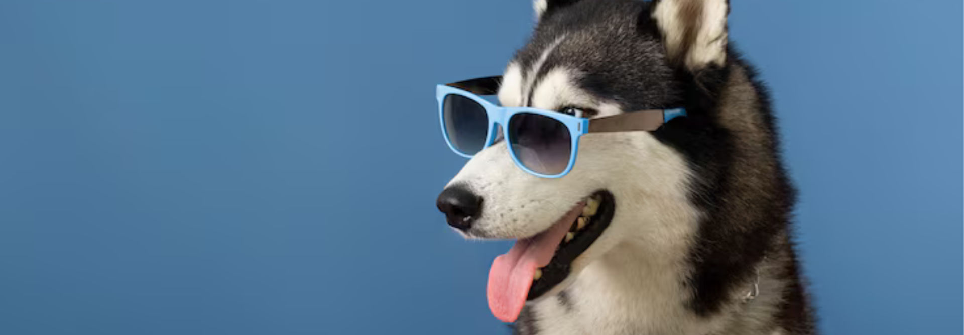 Your Pet's Favorite Store