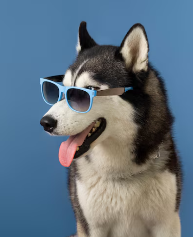 Your Pet's Favorite Store
