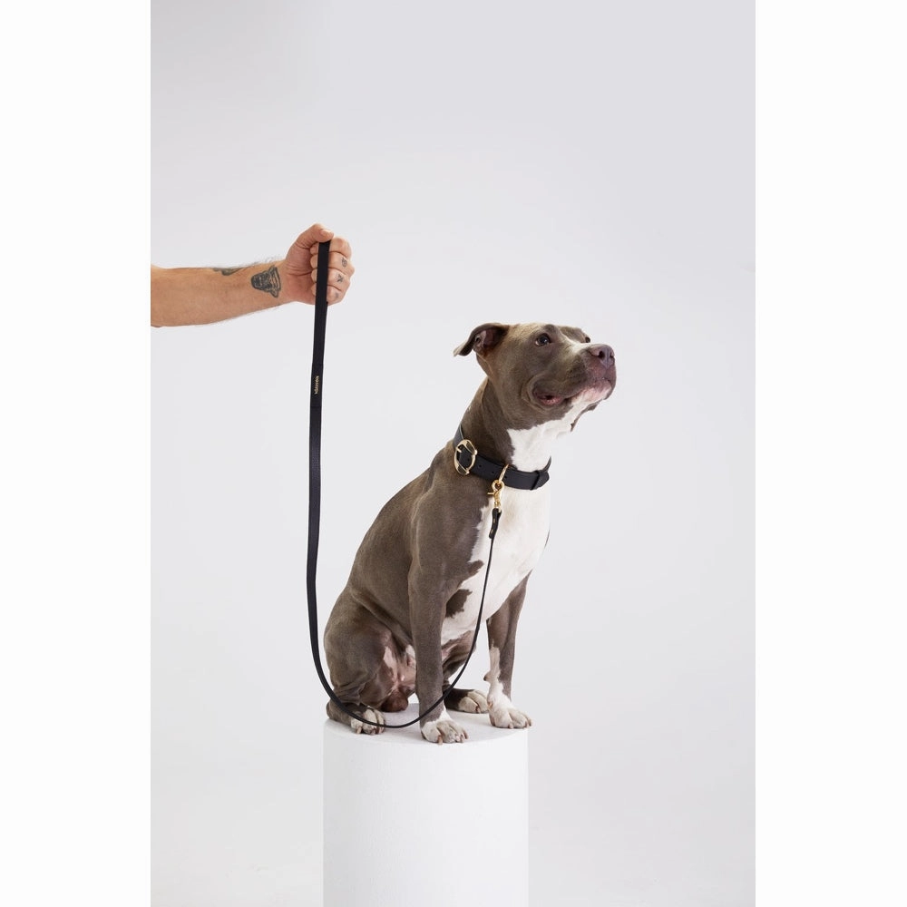30% OFF: Moshiqa Balley Leather Dog Leash (Black)