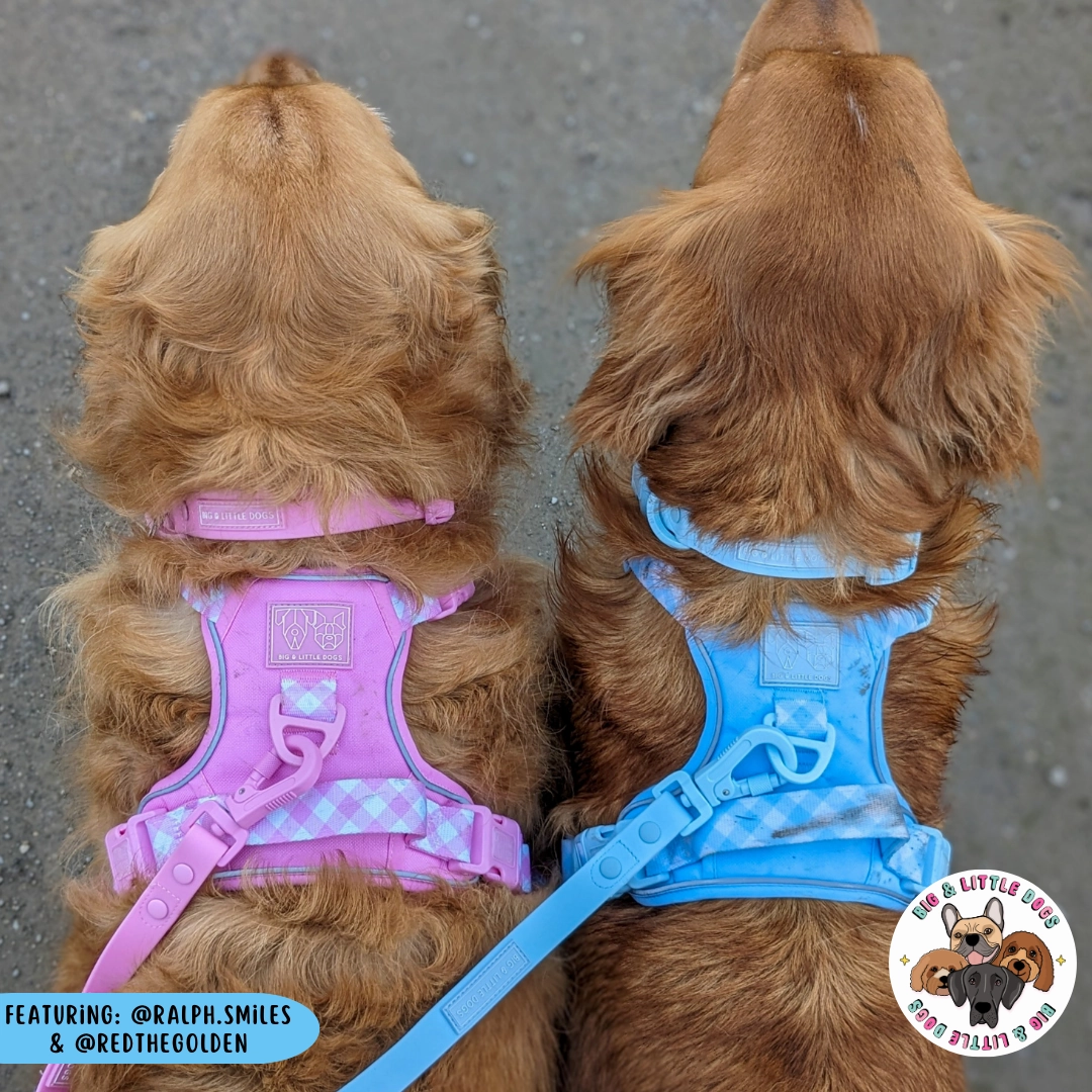 Big & Little Dogs All Rounder Harness - Blue