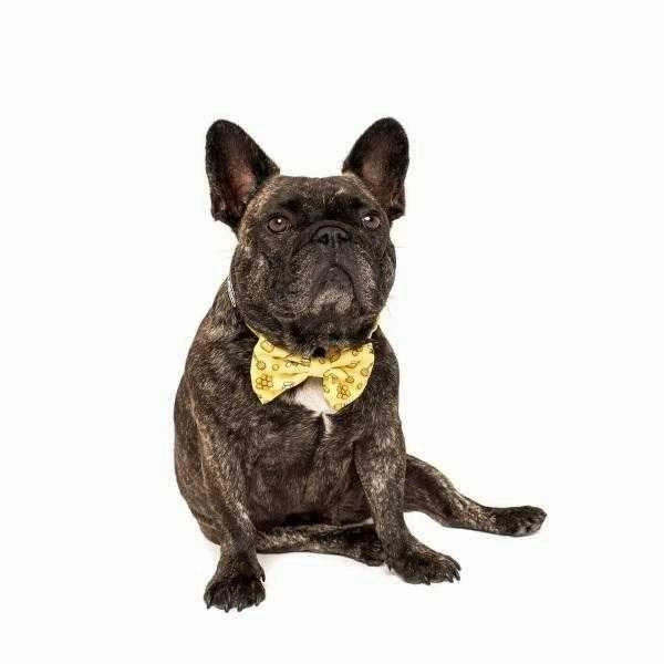 Big & Little Dogs Bee-Hiving Collar & Bow Tie
