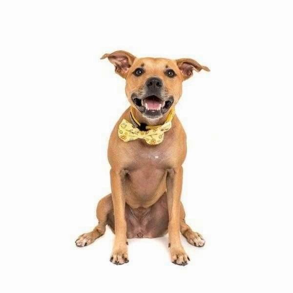 Big & Little Dogs Bee-Hiving Collar & Bow Tie