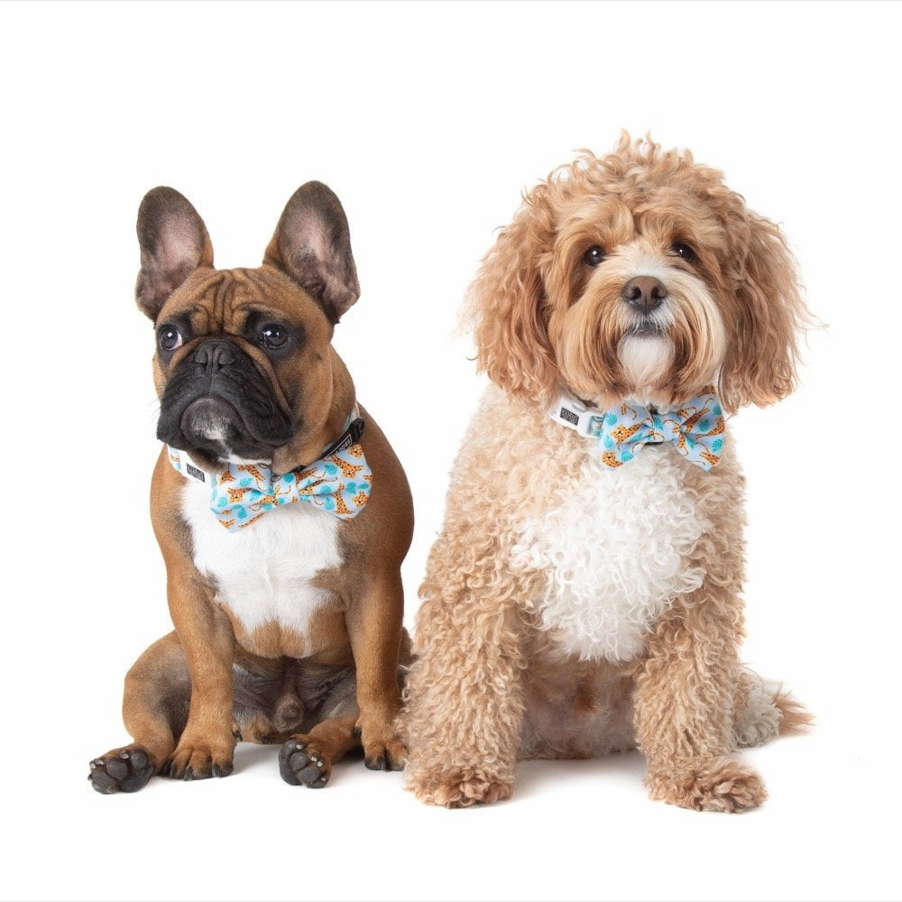 Big & Little Dogs Go Get Em' Tiger Collar & Bow Tie