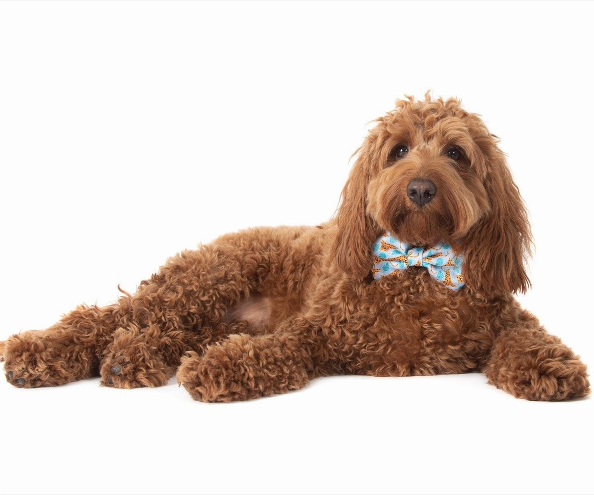 Big & Little Dogs Go Get Em' Tiger Collar & Bow Tie