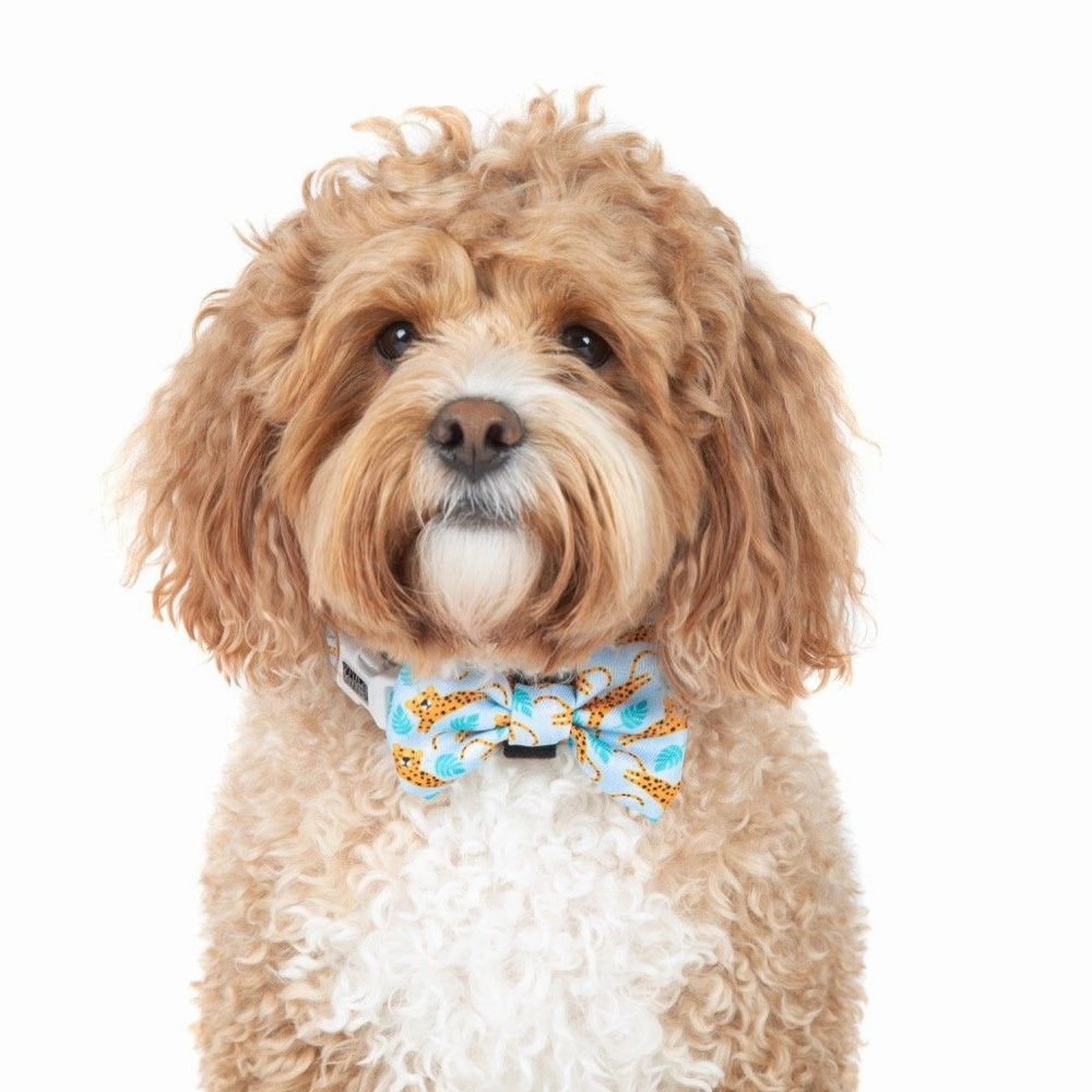 Big & Little Dogs Go Get Em' Tiger Collar & Bow Tie