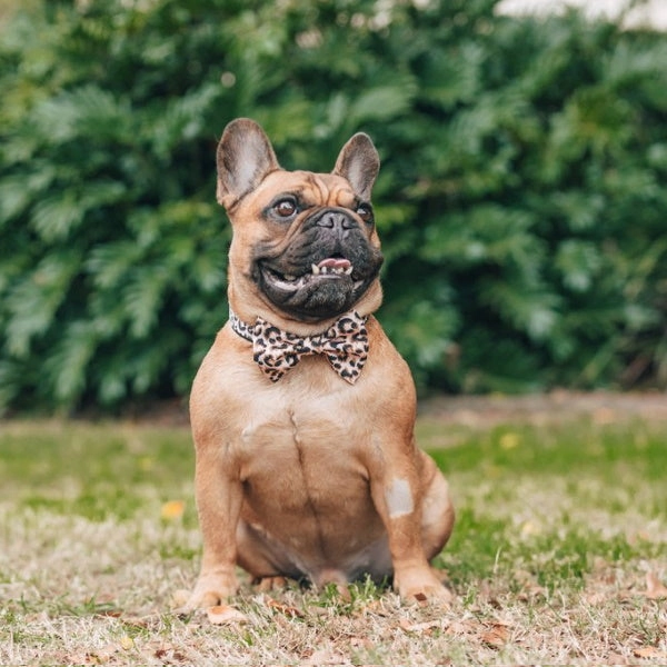Big & Little Dogs Luxurious Leopard Collar & Bow Tie