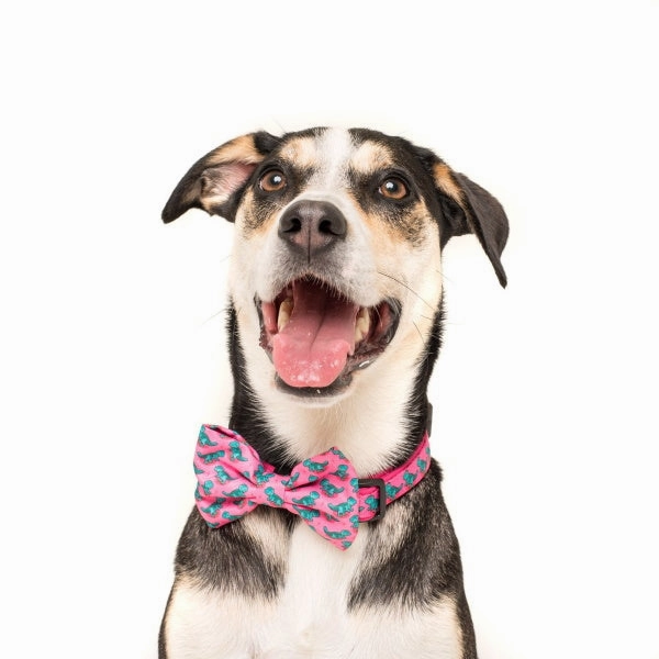 Big & Little Dogs Princess-asaurus Collar & Bow Tie