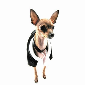 Black And Silver Velvet And Silk Dog Tux Medium