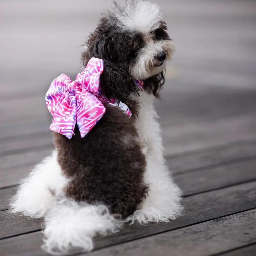 Boss & Olly Active Dog Harness (Fruity Sorbet)