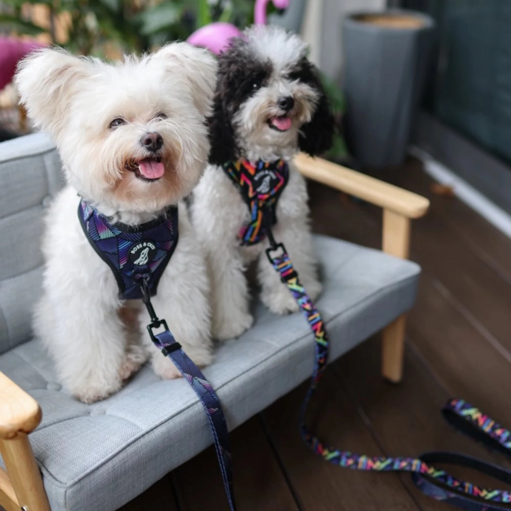 Boss & Olly Adjustable Dog Harness (Aztec Rainbow)