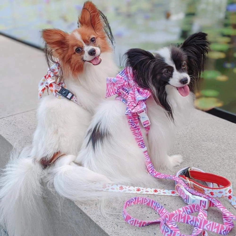 Boss & Olly Sailor Bow For Dogs (Autumn Leaves)
