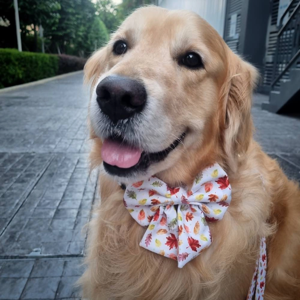 Boss & Olly Sailor Bow For Dogs (Autumn Leaves)