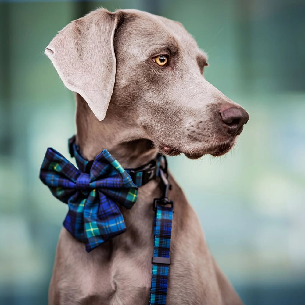 Boss & Olly Sailor Bow For Dogs (Forest Plaids)