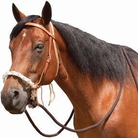 Breaking Hackamore Bridle for Horses