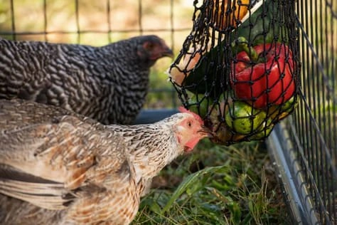 Busy Bag Chicken Feeder for Chickens
