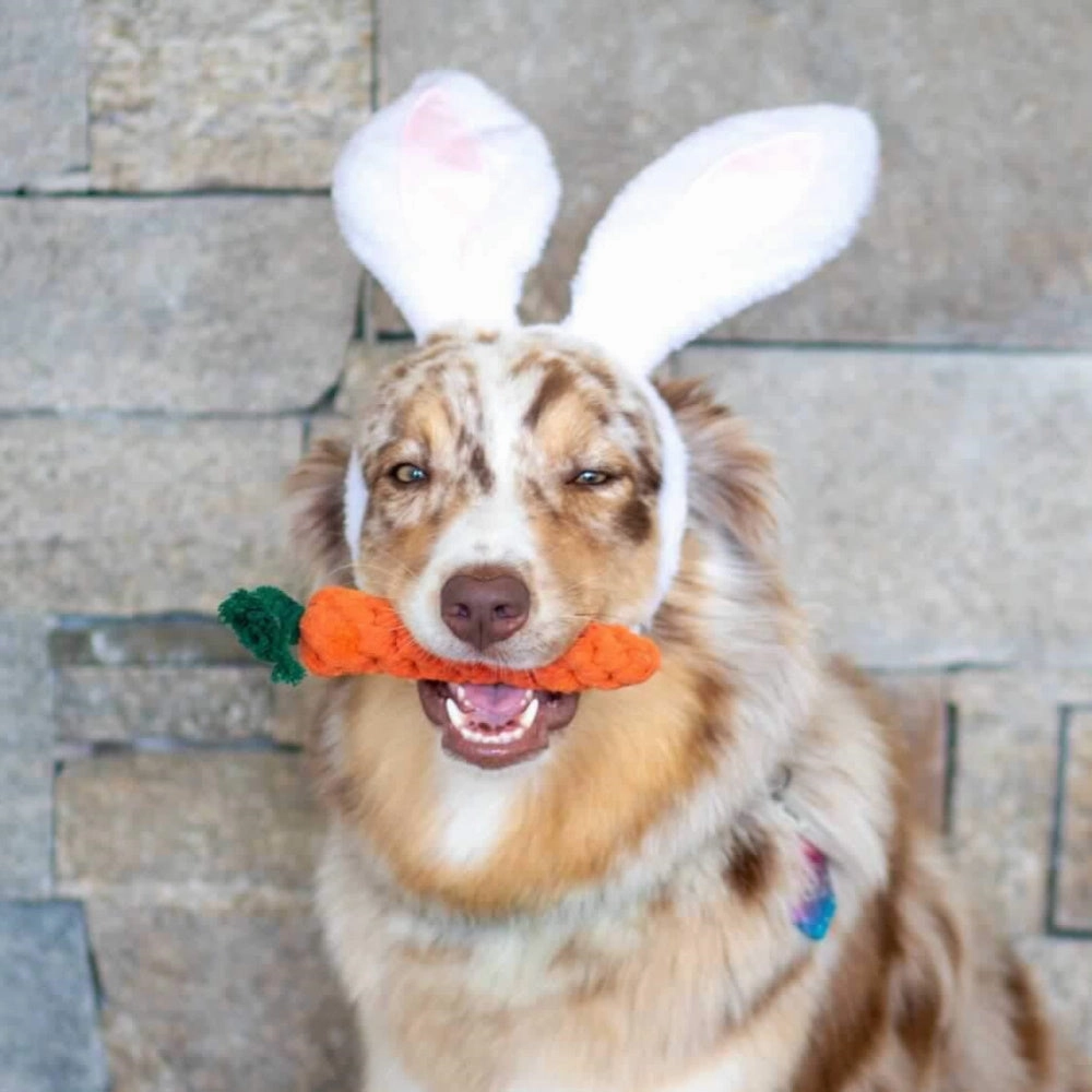 Carrot Rope Dog Toy