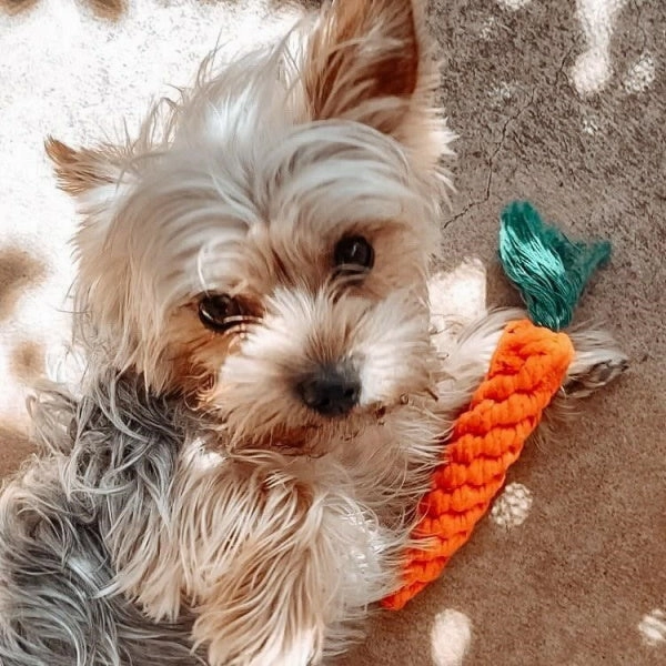 Carrot Rope Dog Toy