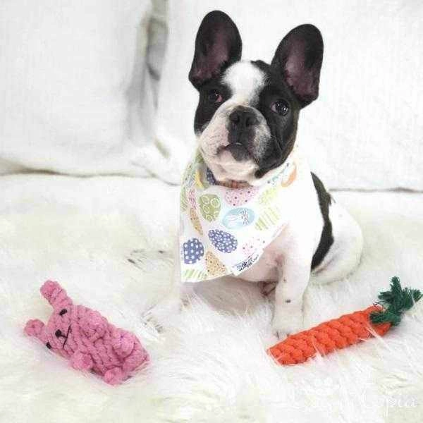 Carrot Rope Dog Toy