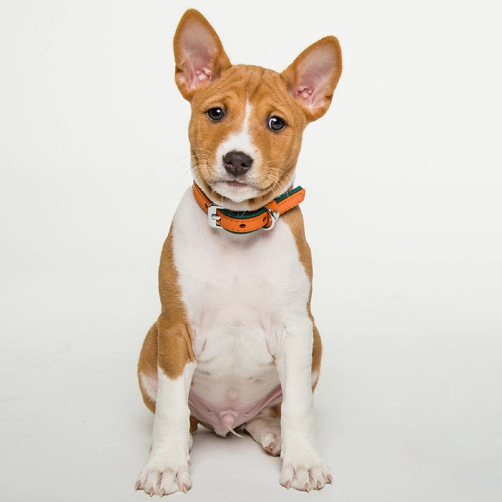 Das Lederband Firenze Leather Dog Collar (Orange/Forest)