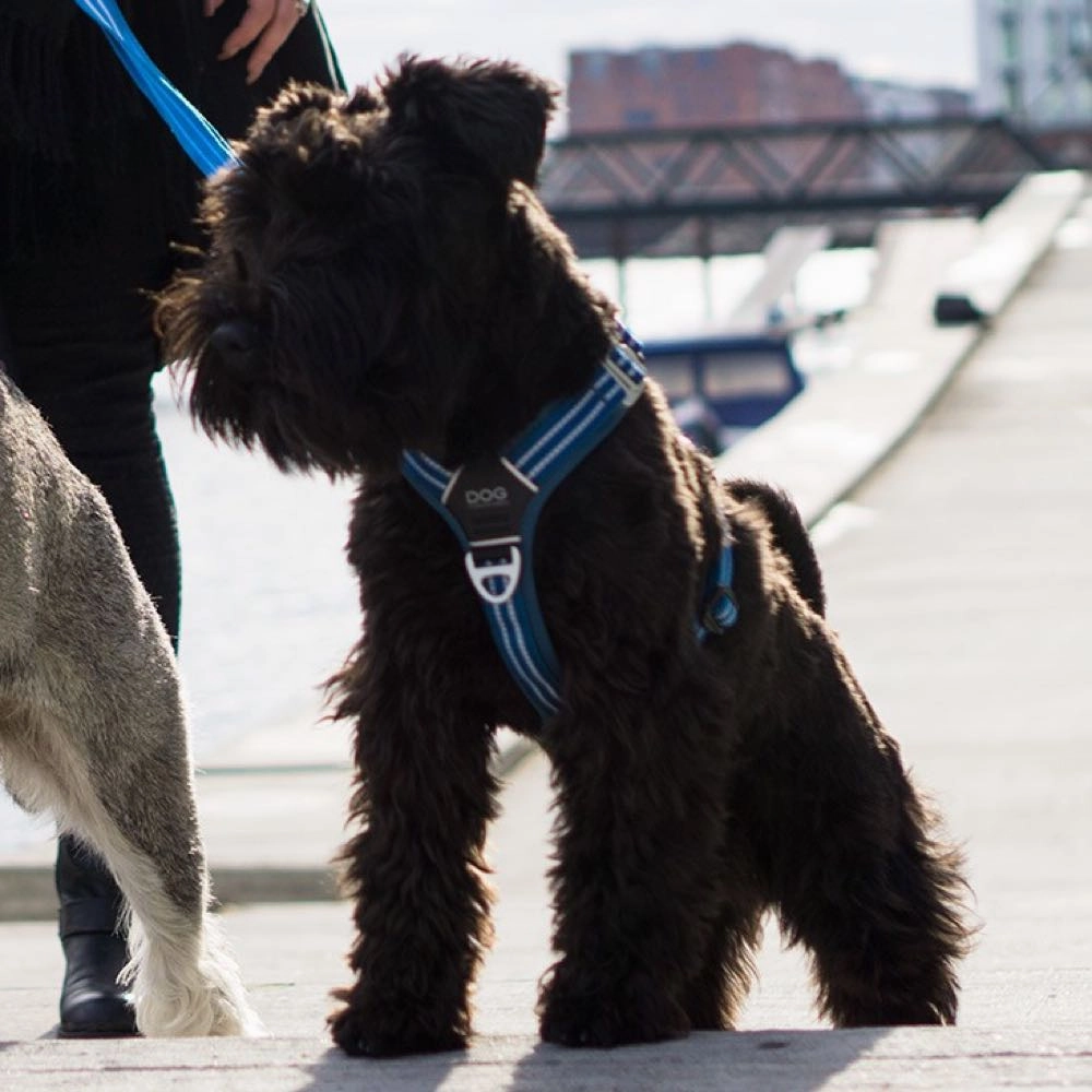 DOG Copenhagen Comfort Walk Air Dog Harness (Ocean Blue)