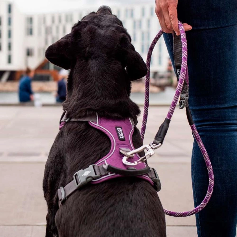 DOG Copenhagen Comfort Walk Pro Dog Harness (Wild Rose)