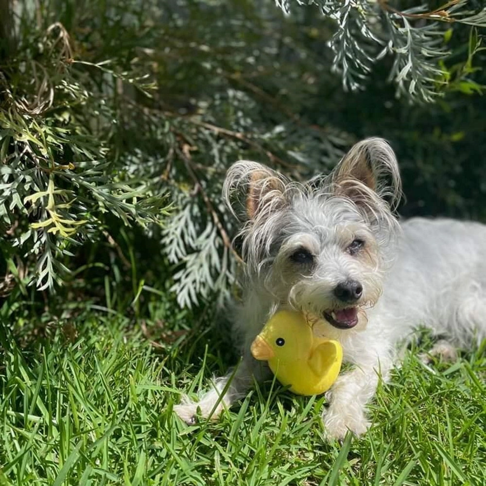 Ducky Plush Squeaker Dog Toy