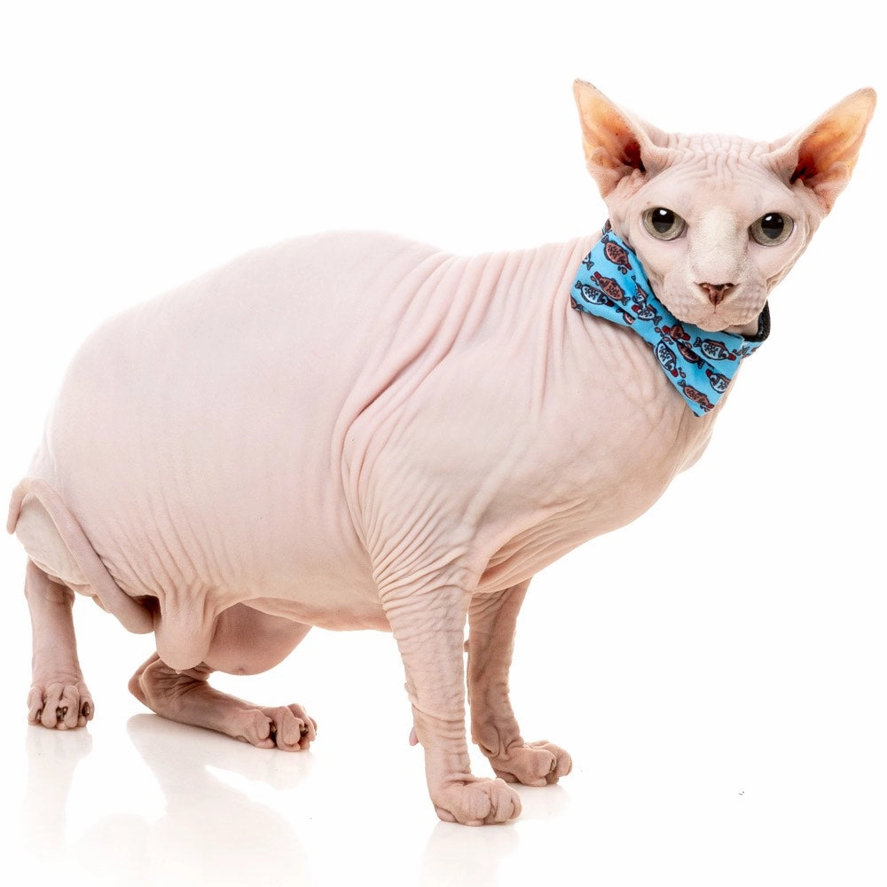 FuzzYard Cat Collar, Bandana & Bowtie Fashion Pack (Soy Sauce Fish)