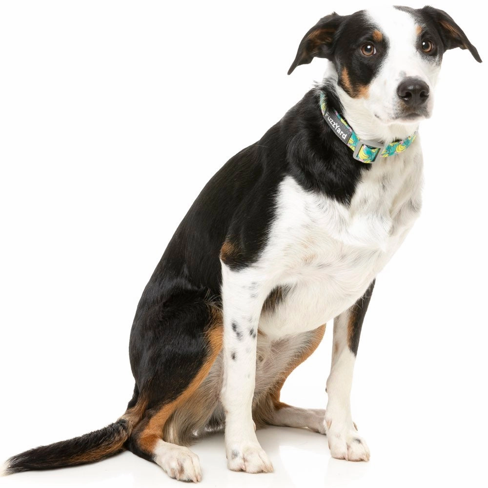 FuzzYard Dog Collar (Bananarama)