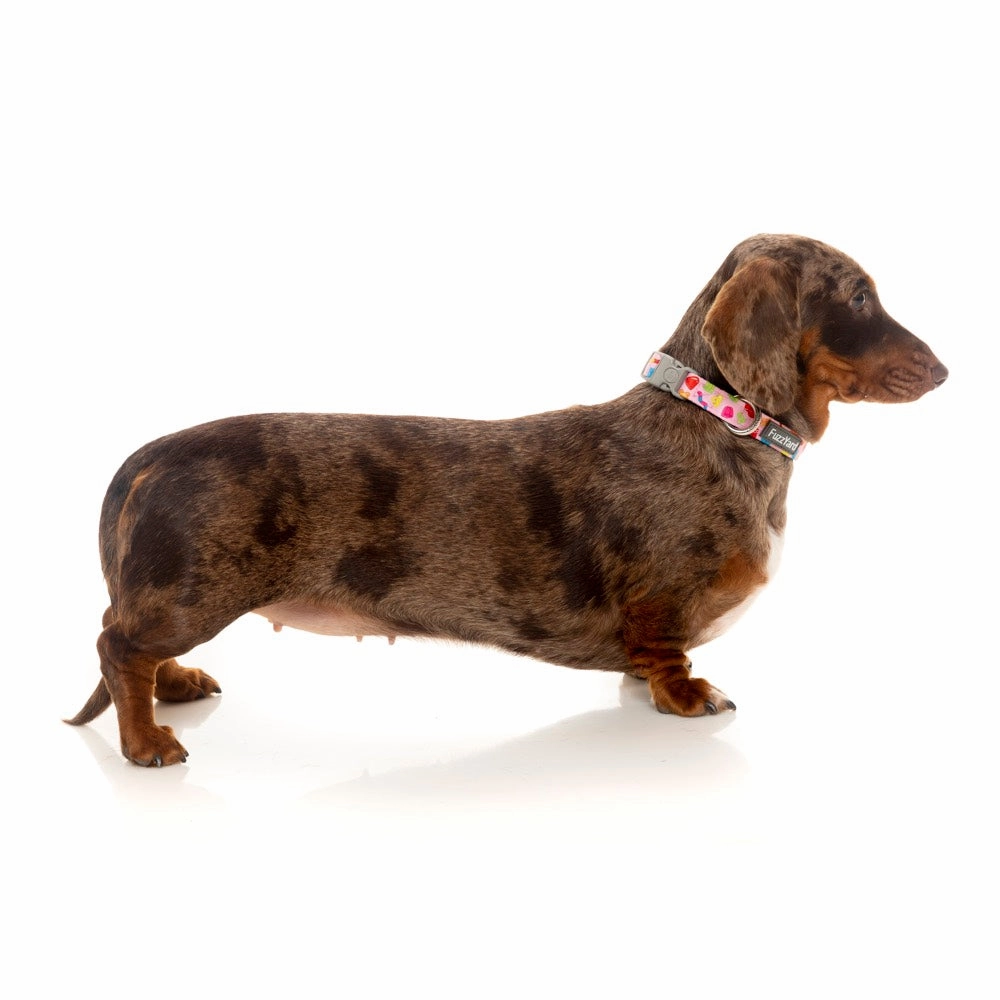 FuzzYard Dog Collar (Jelly Bears)