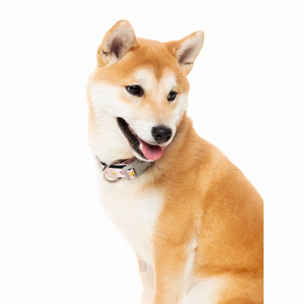 FuzzYard Dog Collar (Sushiba)