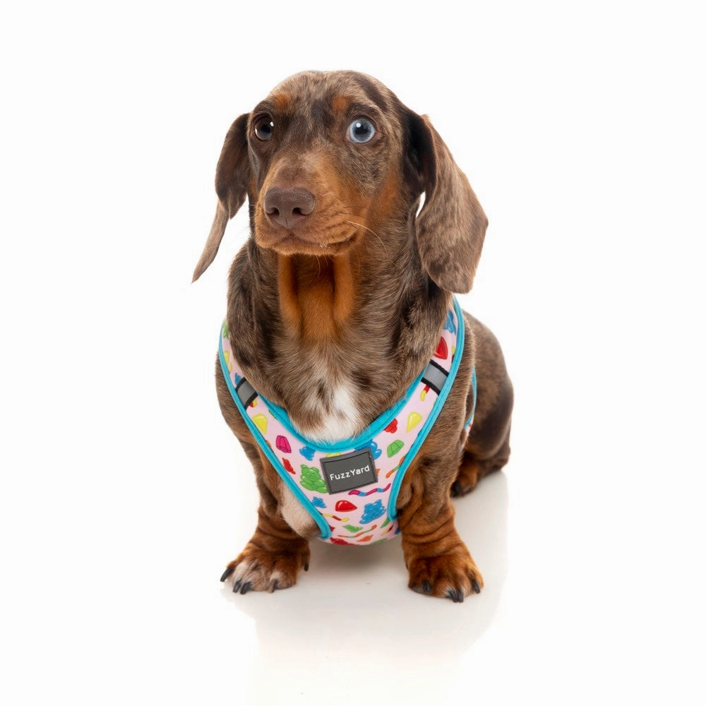 FuzzYard Step-in Dog Harness (Jelly Bears)