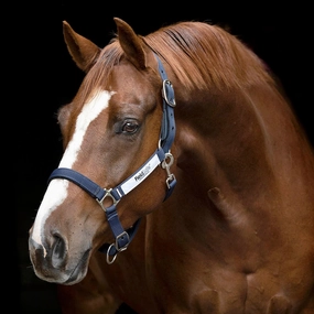 Horseware FieldSafe Halter