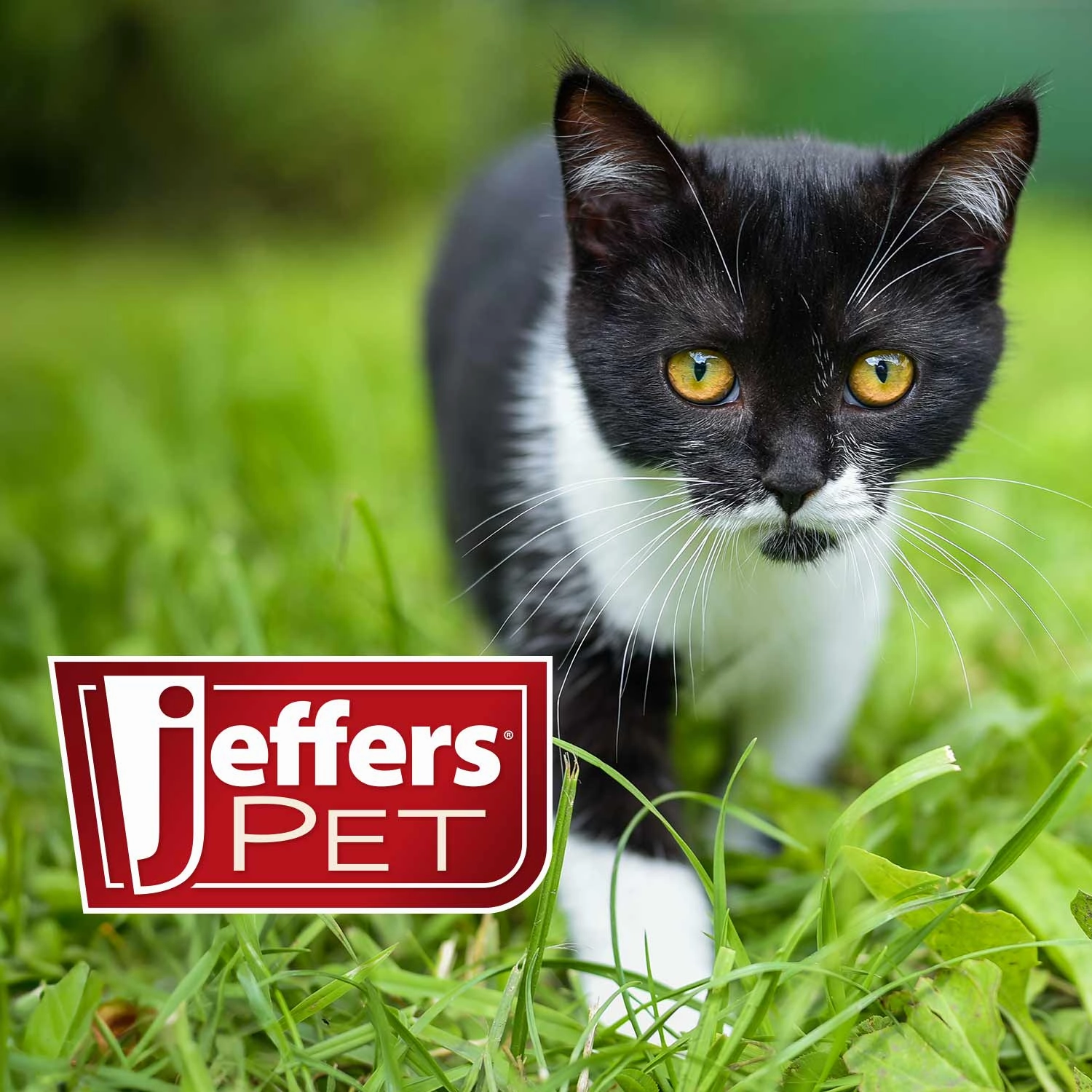 Jeffers Ear Flush and Anti-Itch Ear Drop Bundle for Dogs & Cats