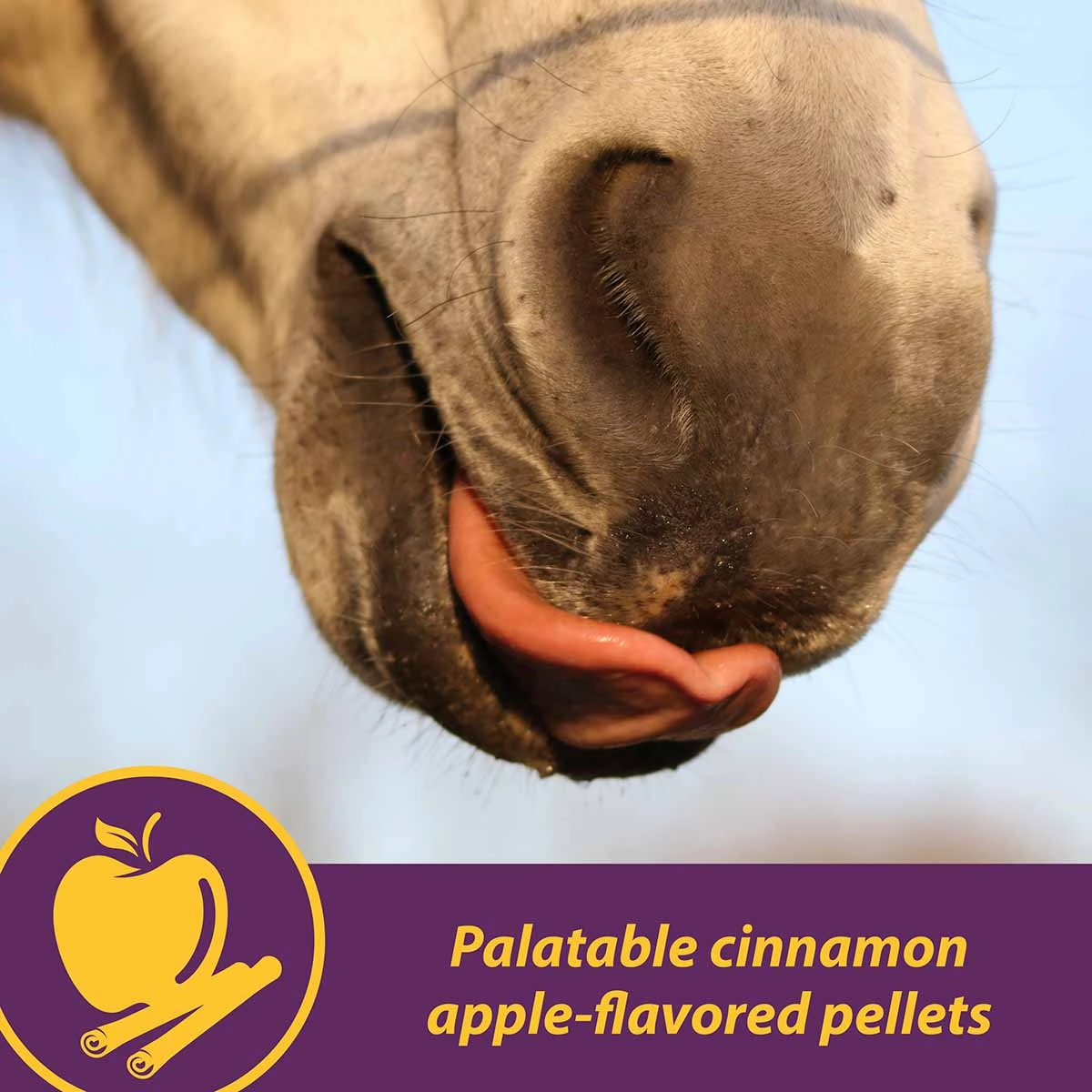 Joint Combo Hoof & Coat Supplement for Horses