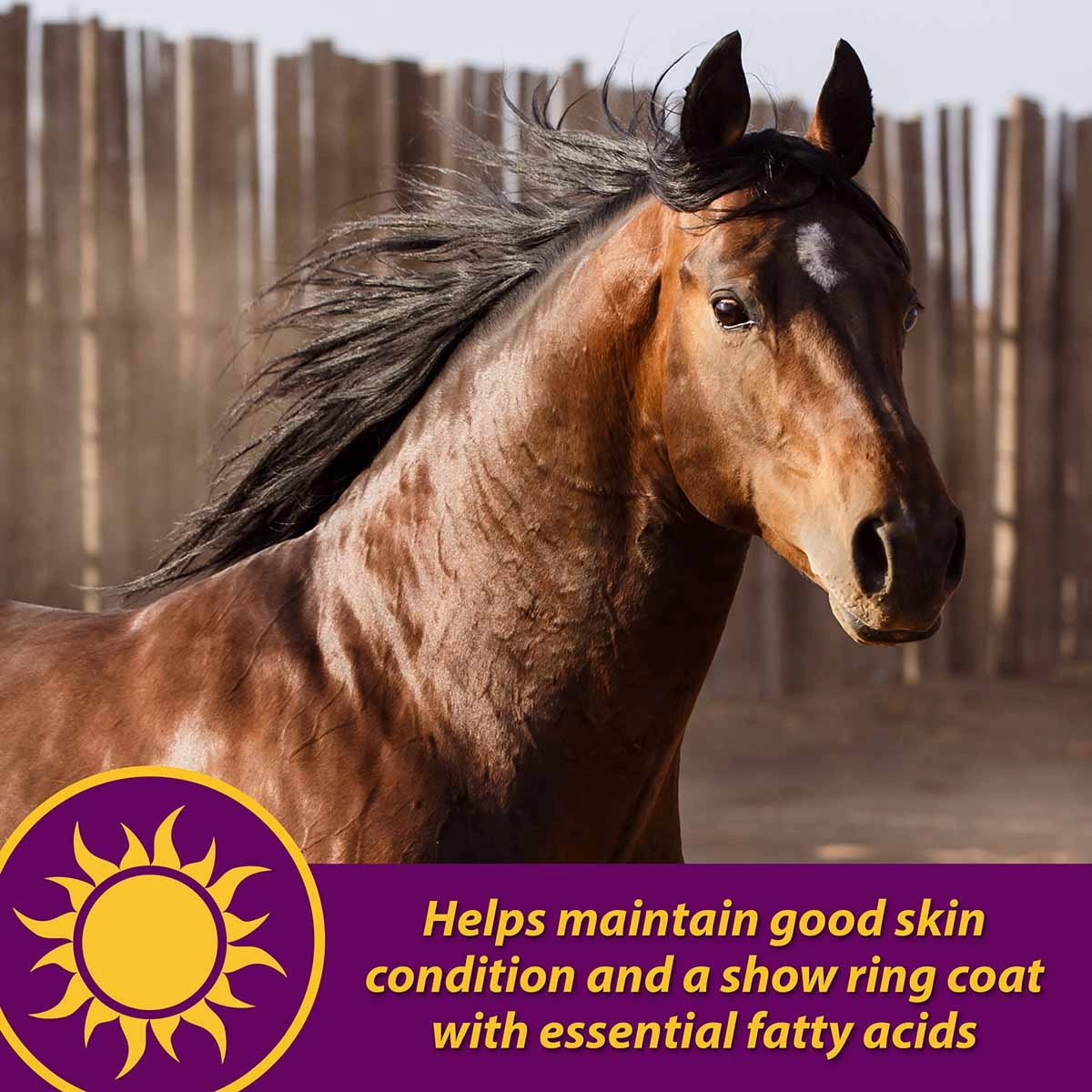 Joint Combo Hoof & Coat Supplement for Horses