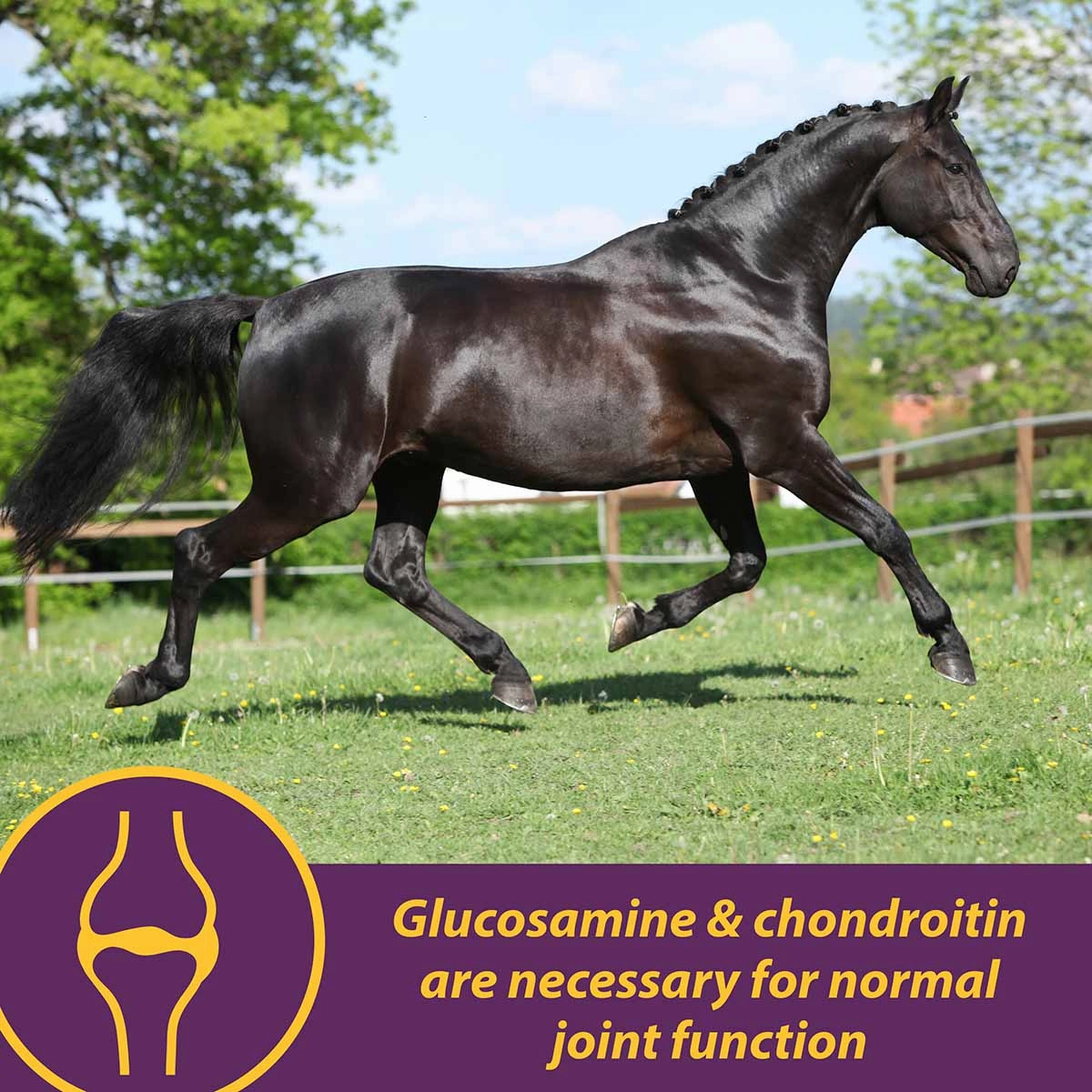 Joint Combo Pellets for Horses