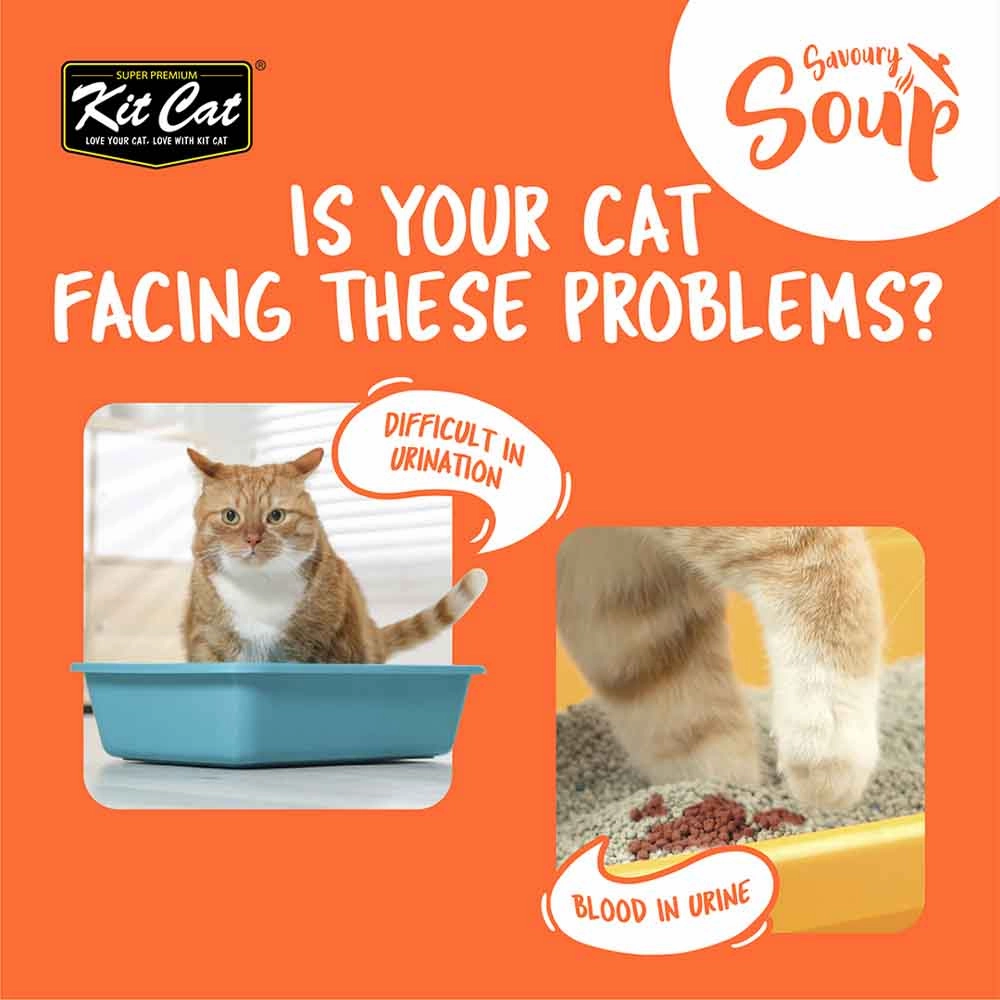 Kit Cat Savoury Soup Salmon Wet Pouch Cat Food (50g x 6)