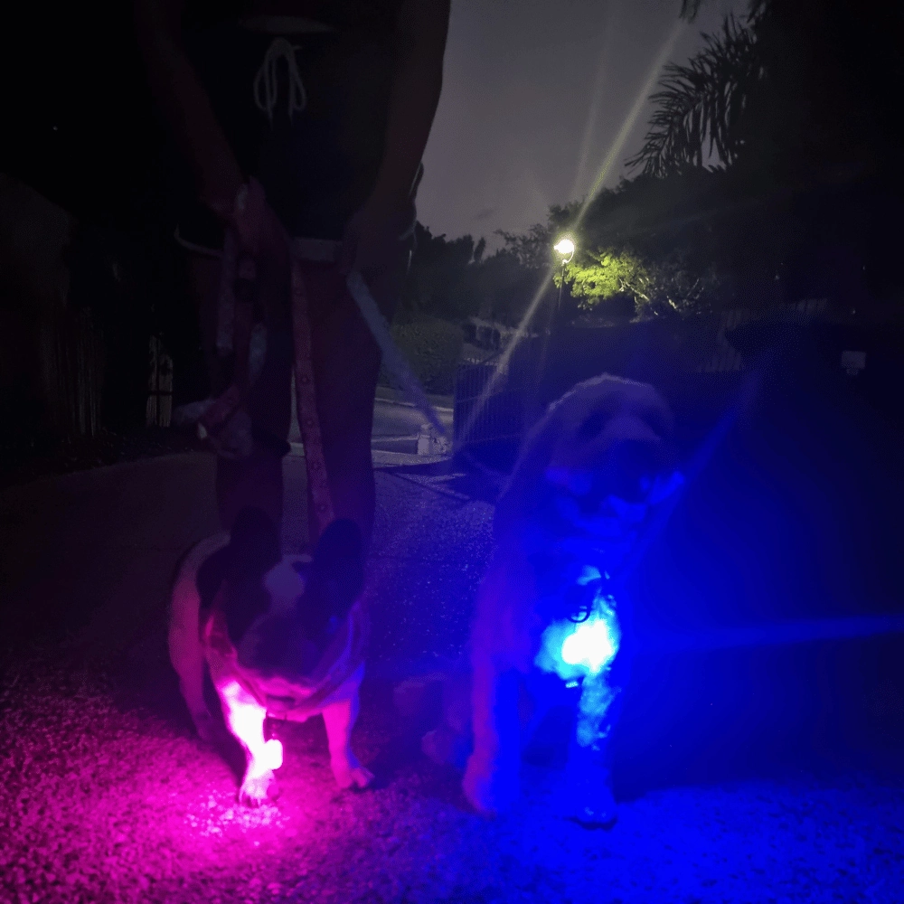 LED Dog Pendant Rechargeable