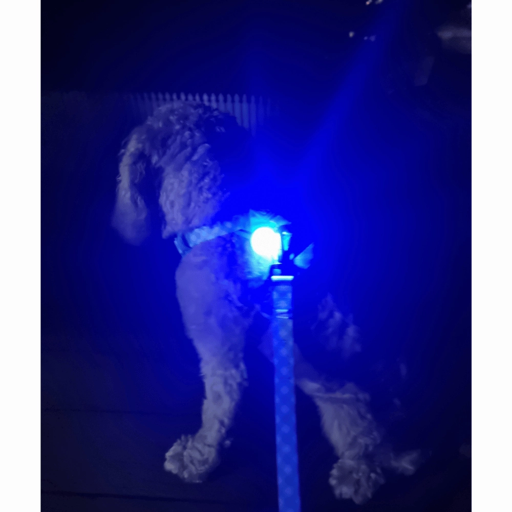 LED Dog Pendant Rechargeable
