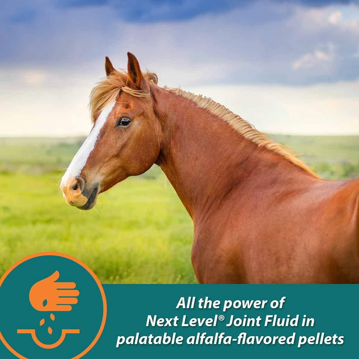 Next Level Joint Pellets for Horses, 1.87 lbs