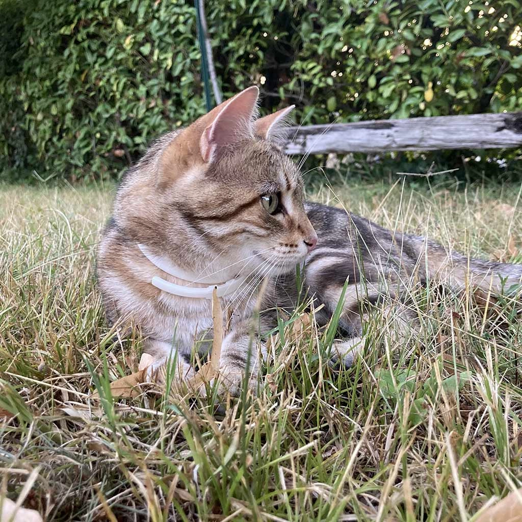 Plant-Based Natural Calming Collar for Cats