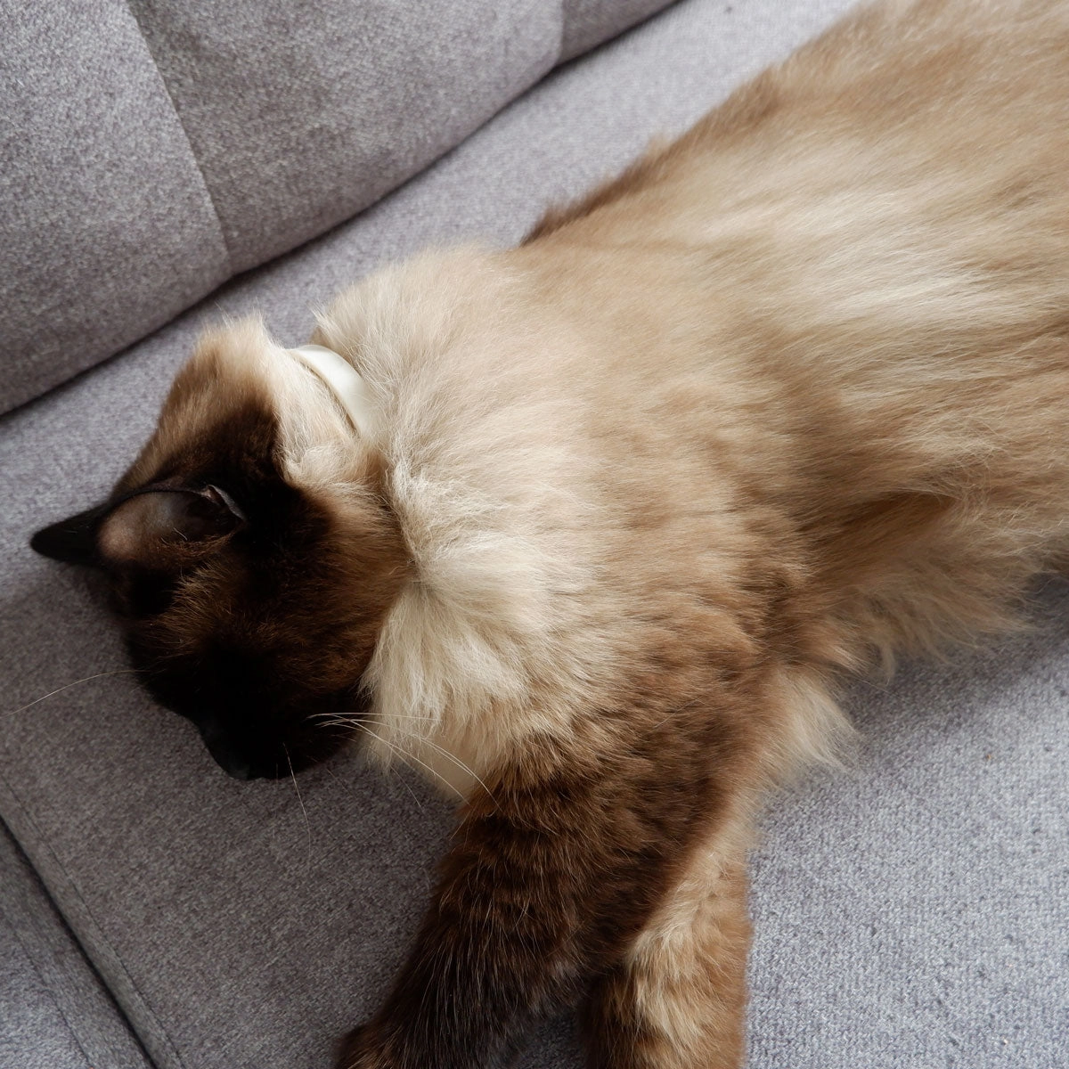 Plant-Based Natural Calming Collar for Cats