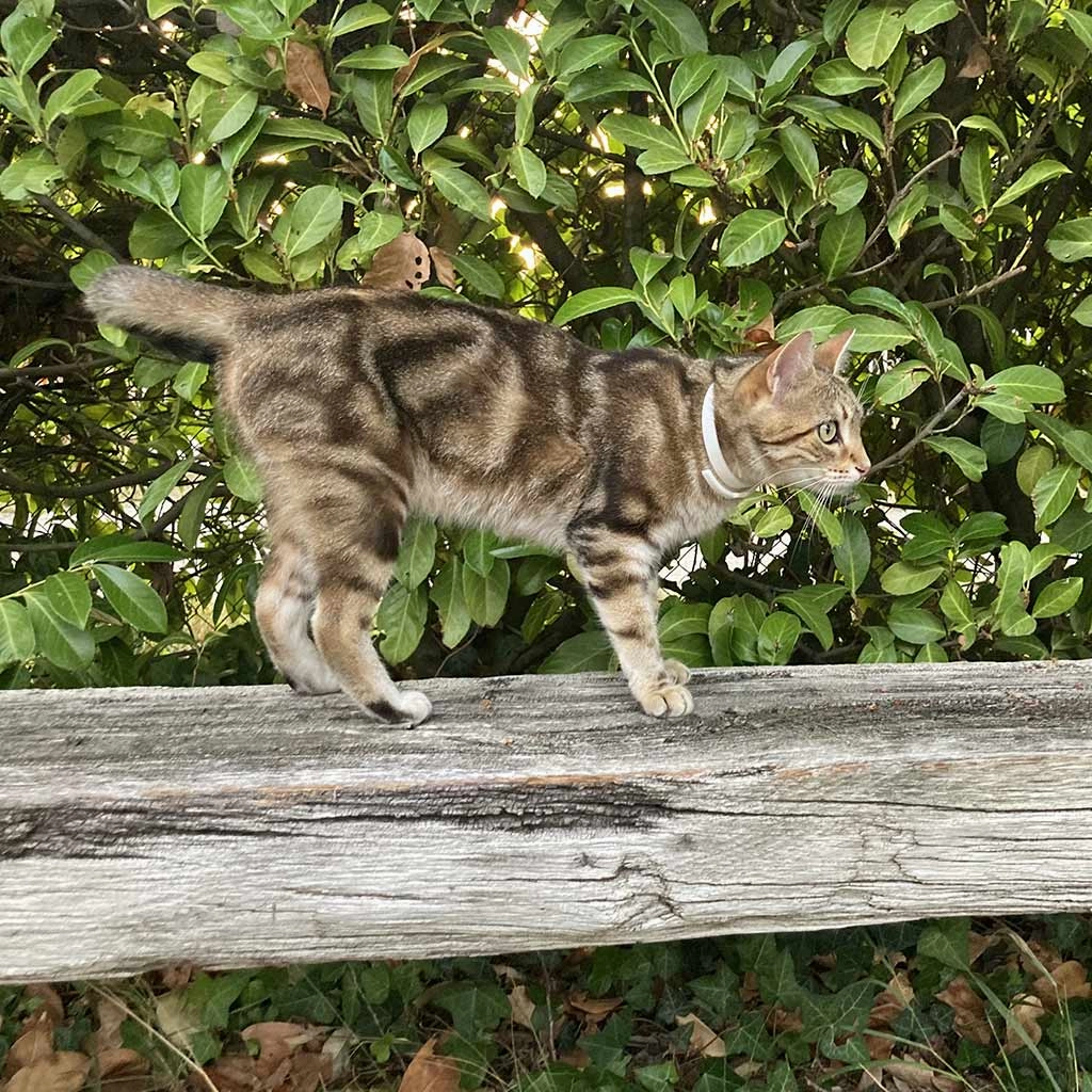 Plant-Based Natural Calming Collar for Cats