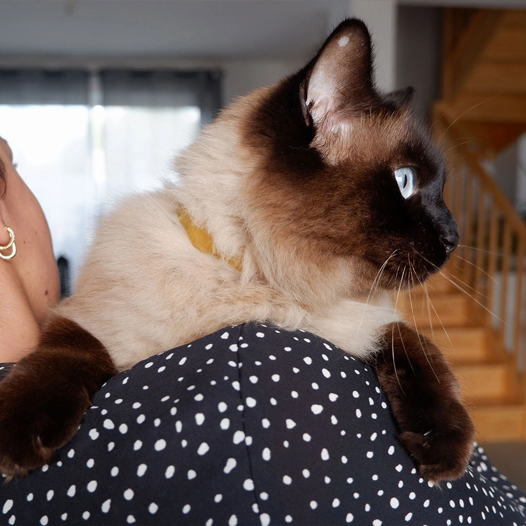 Plant-Based Natural Flea & Tick Cat Collar