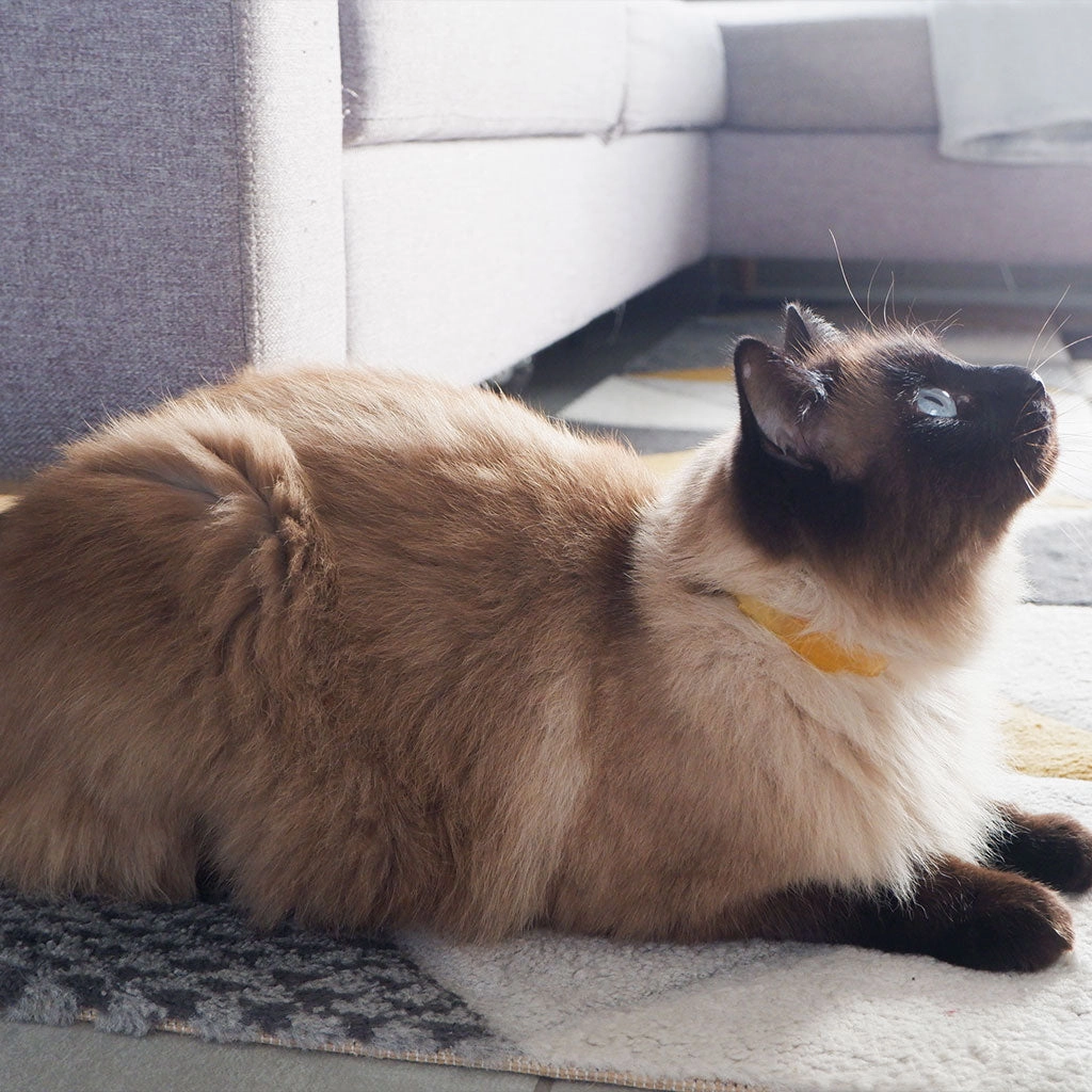 Plant-Based Natural Flea & Tick Cat Collar