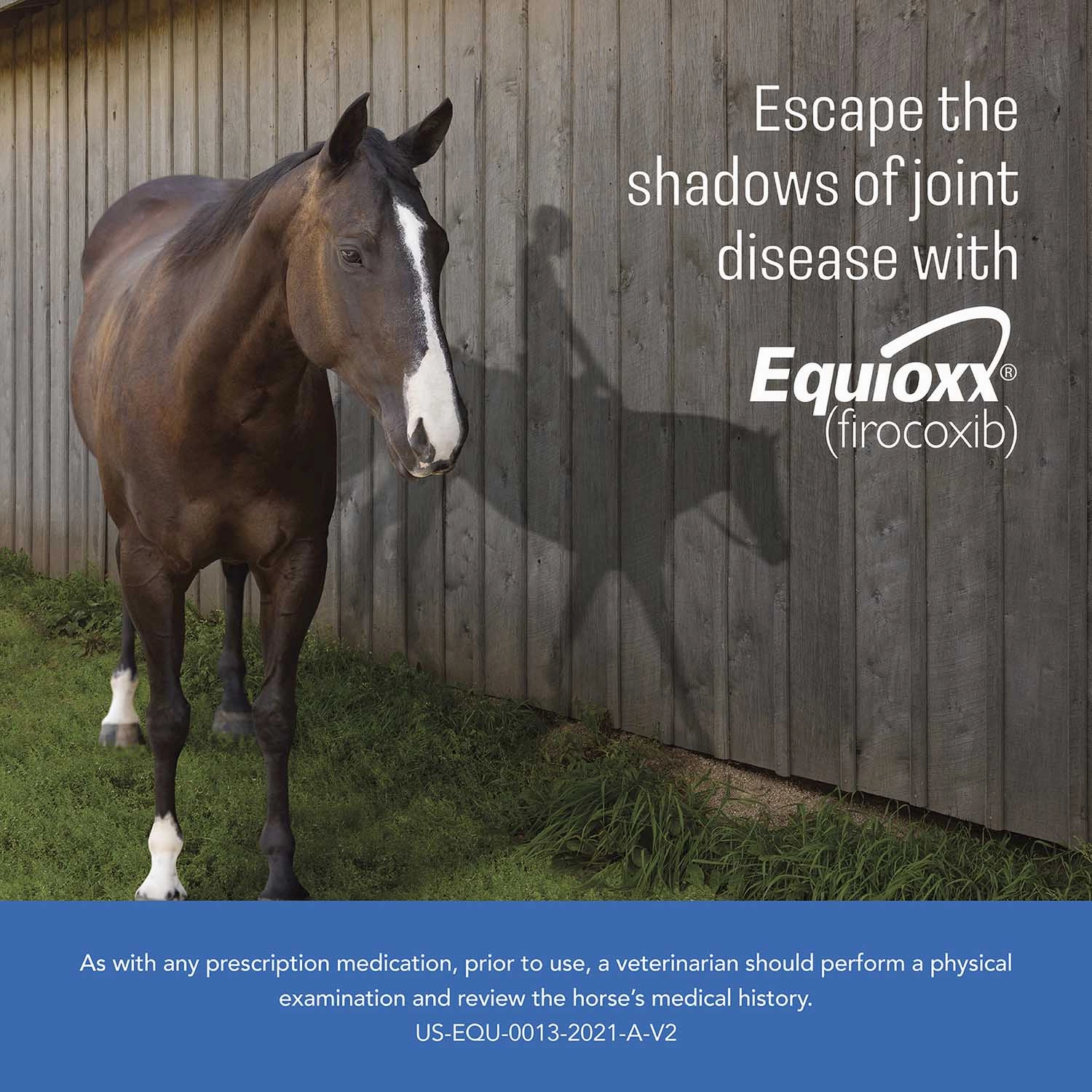 Rx Equioxx (firocoxib) Oral Paste for Horses, 6.93 gram Syringes