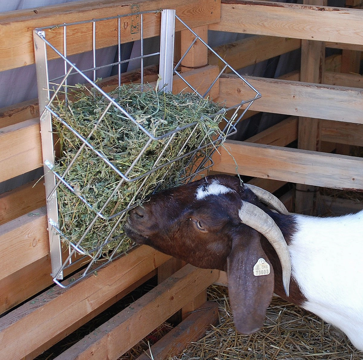 Sheep & Goat Galvanized Basket Feeder