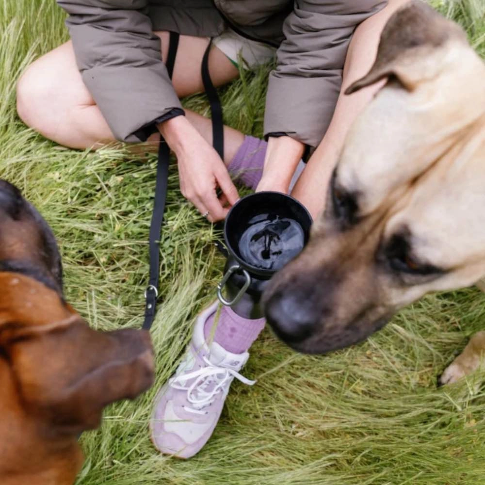Springer Flip Dog Travel Water Bottle 590ml (Blueberry)