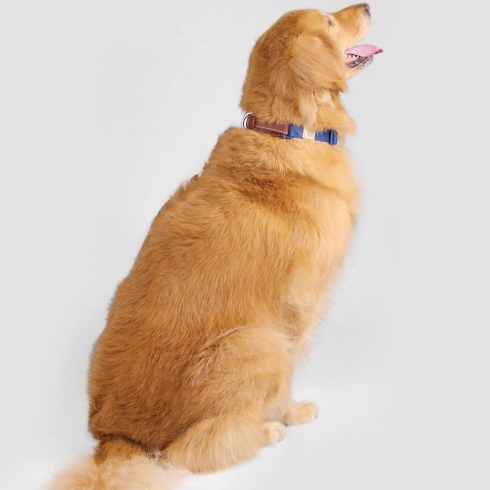 Sputnik Nylon Dog Collar (Red)