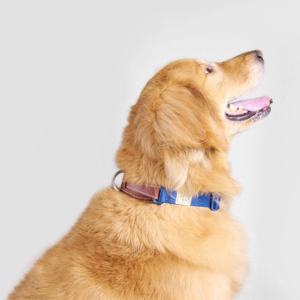 Sputnik Nylon Dog Collar (Red)